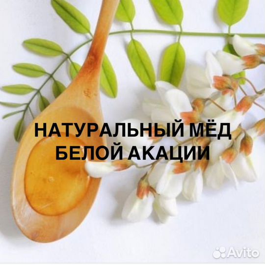Мед акация 2023