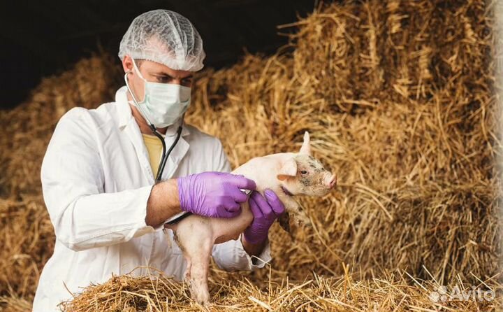 Зоотехник без опыта еженедельные выплаты