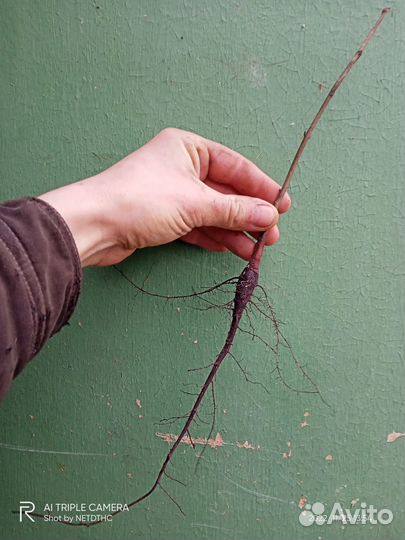 Местные саженцы плодовых и декоративных культур