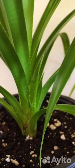 Пальма панданус