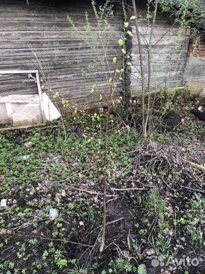 Саженцы липы