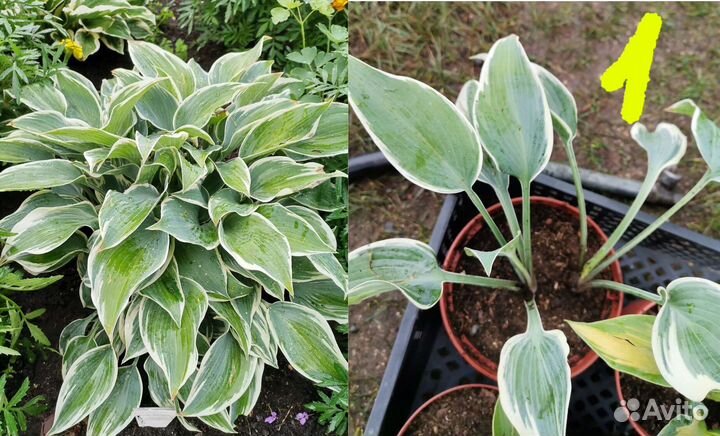 Хоста. Цветы для сада