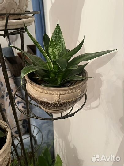 Сенсеверия в горшке