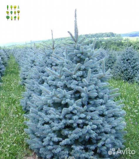 Крупномер голубой ели оптс гарантией