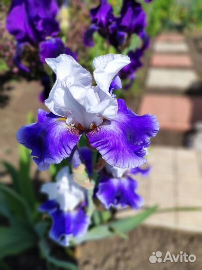 Предлагаем ирисы сортовые