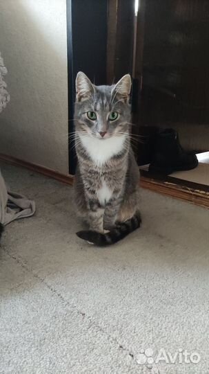 Котики ищут дом