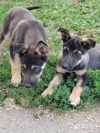 Собака отдам бесплатно