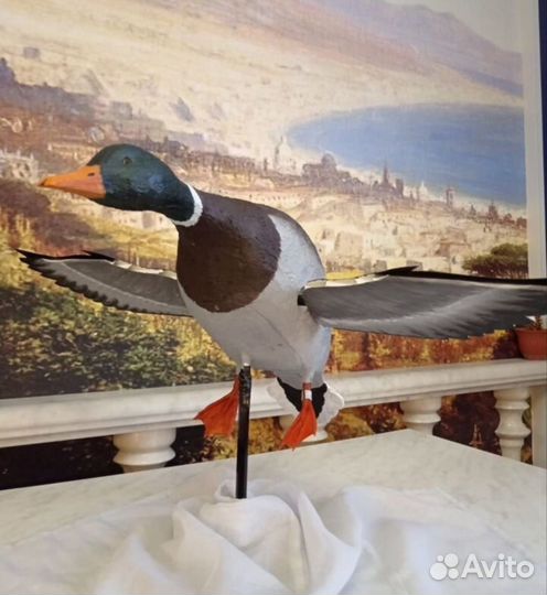 Селезень утки