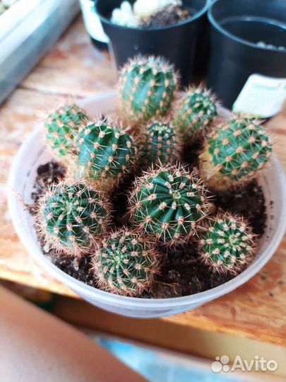 Кактус детки