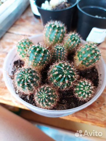 Кактус детки