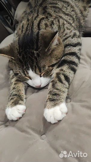 Продам котенка 6 месяцев помесь смесь шотландца и