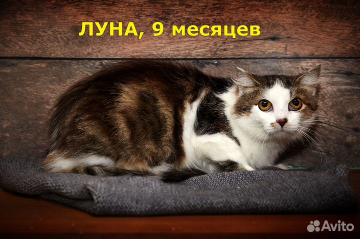 Кошечка Луна 1 год