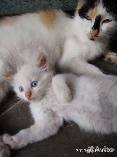 Отдам котят в добрые руки