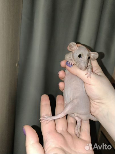 Крыса сфинкс