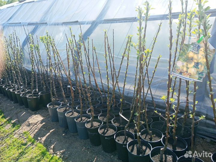 Рассада.Цветы.Деревья.Кустарники