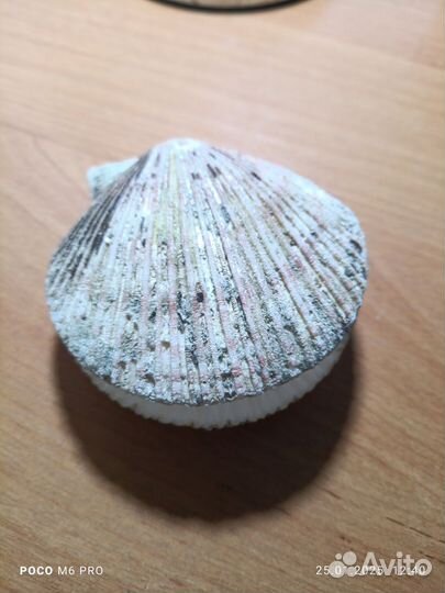 Ракушка для подарка