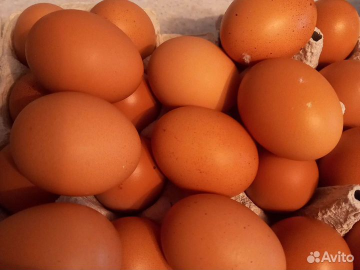 Домашние куриные яйца