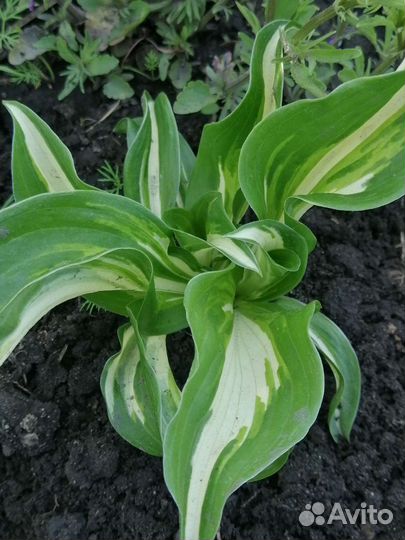 Флокс шиловидный, хоста, клематис