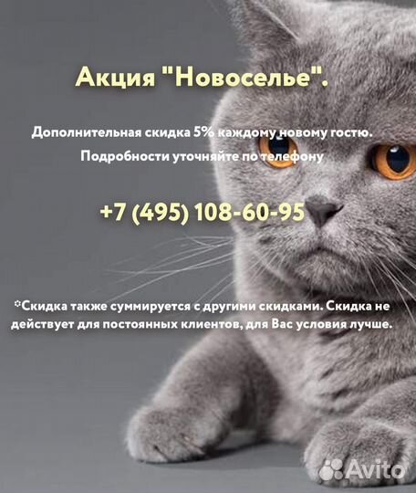 Гостиница для кошек