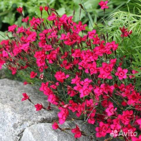 Почвопокровные растения 1