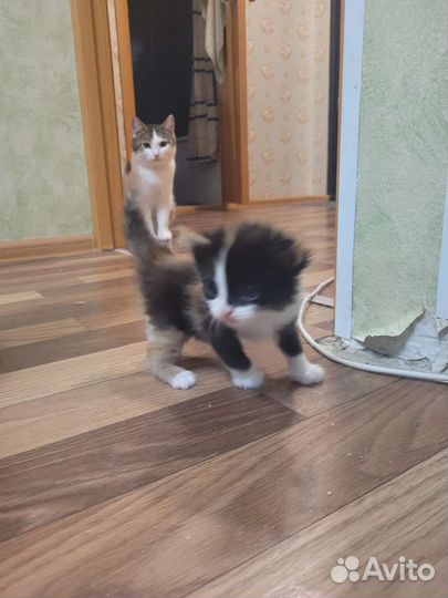 Кошки в добрые руки бесплатно