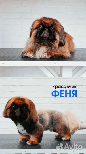 Груминг. Стрижка собак и кошек. Экспресс-линька