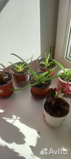 Алоэ столетник