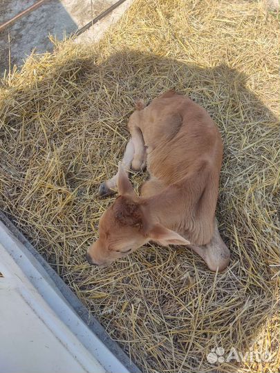 Телята бычки на откорм