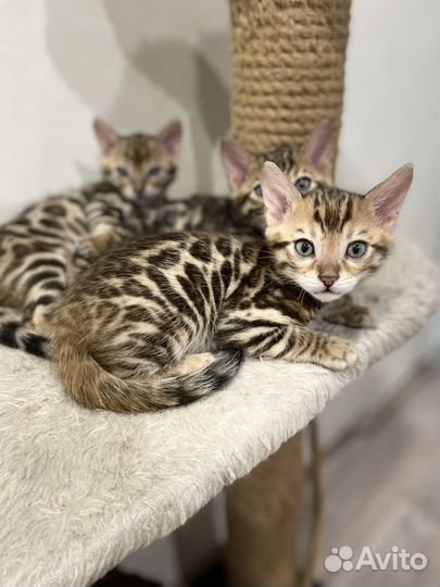 Бенгальская