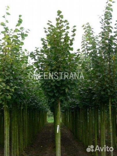 Саженцы Липа крупнолистная Rubra