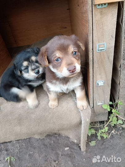 Щенок(две девочки) в добрые руки бесплатно
