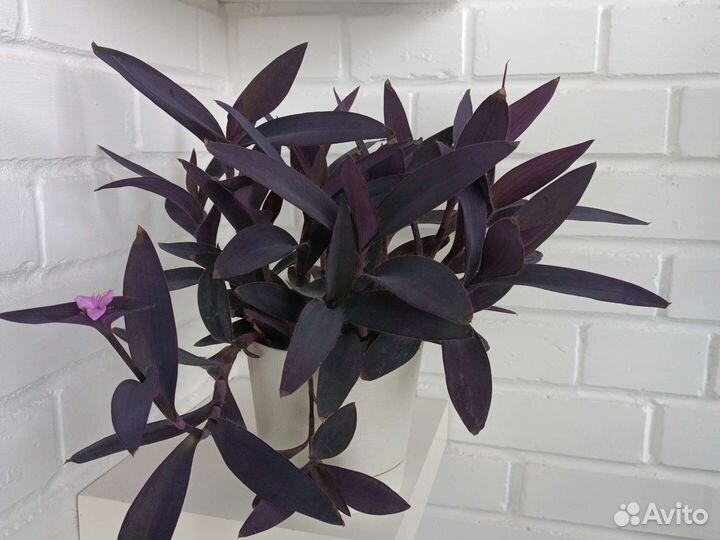 Традесканция