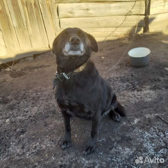 Собака в добрые руки отдам бесплатно