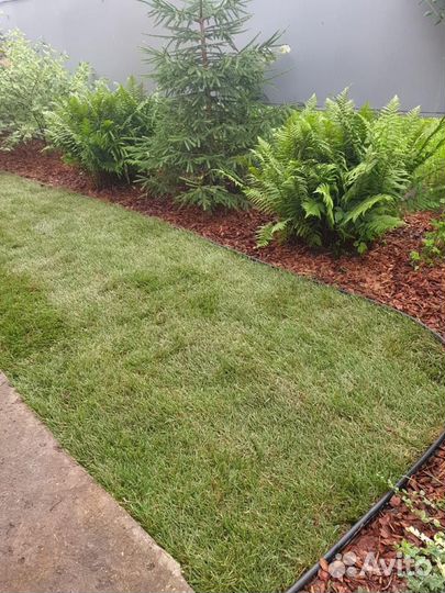 Рулонный газон 