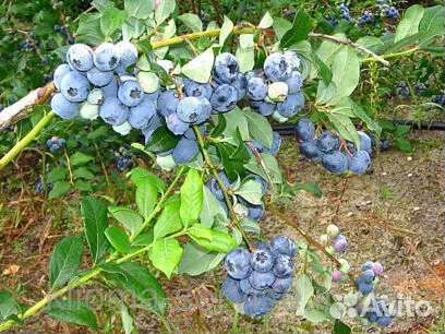 Голубика 12 сортов Дюк,ханна,патриот,спартан