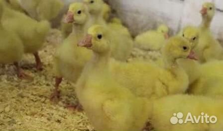 Гусята Линда, Мамут,Серый крупный