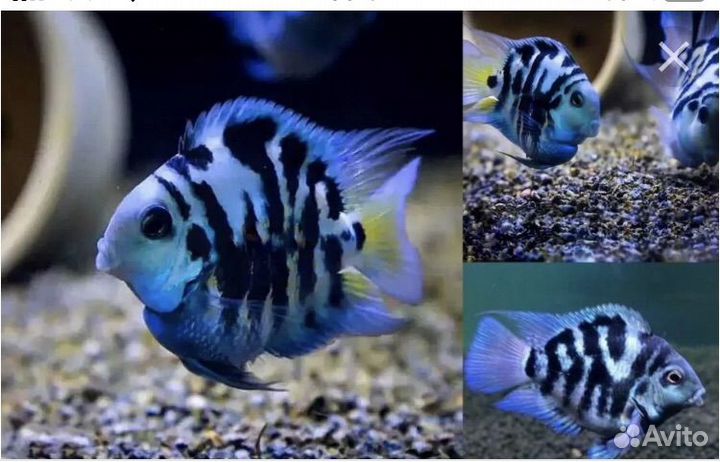 Аквариумные рыбки