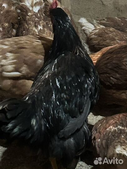 Петухи домашние породистые