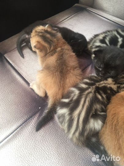 Шотландские прямоухие котята