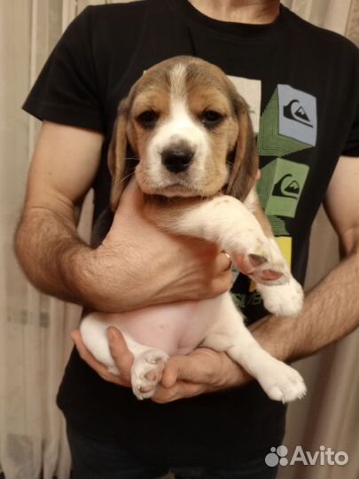 Щенки Бигль