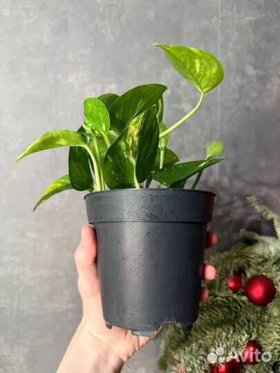 Сциндапсус золотистый / ауреум