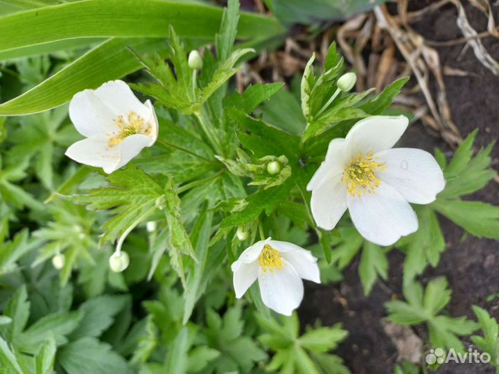 Ветренница или обмен на многолетние цветы