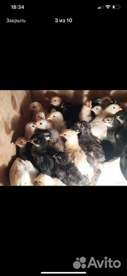 Цыплята подрощенные