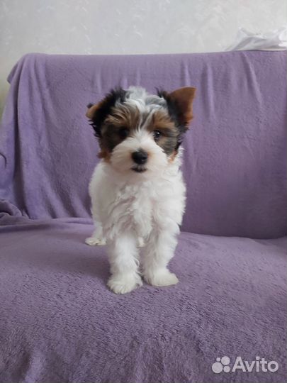 Щенки бивер