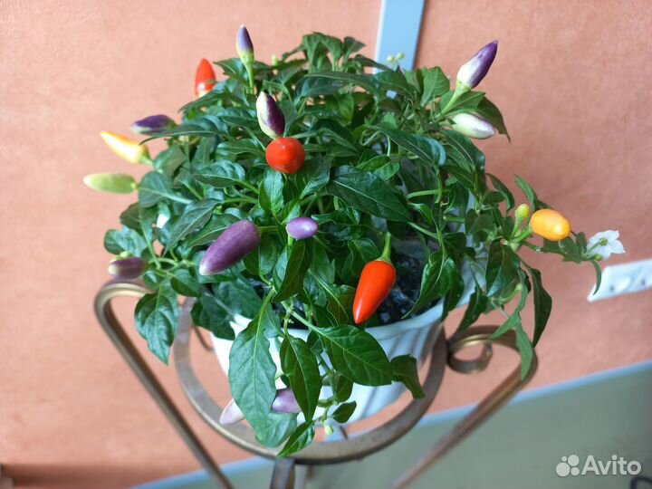 Перец острый 