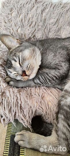 Отдам кота в добрые руки