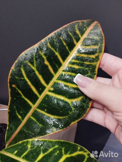 Кротон Кодиеум Петра