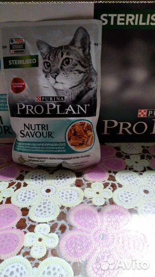 Влажный кори PRO plan