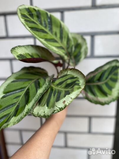 Калатея Розеопикта Марио