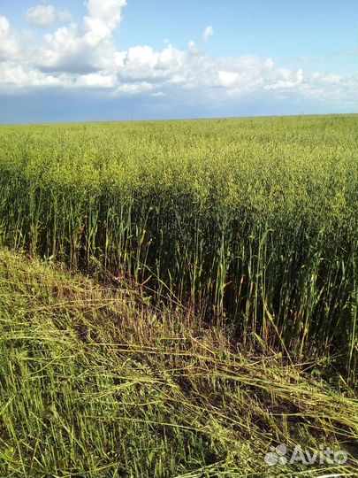 Сено Вика овёс